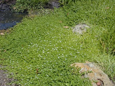 Bacopa monnieri