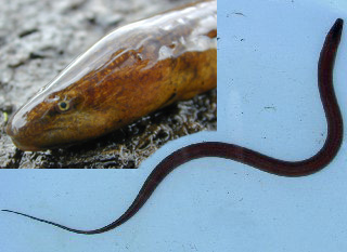Freshwater eel