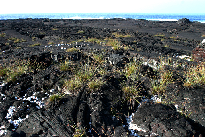 native F. cymosa on lava flowe
