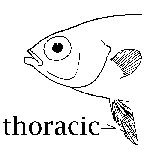 thoracic fin position