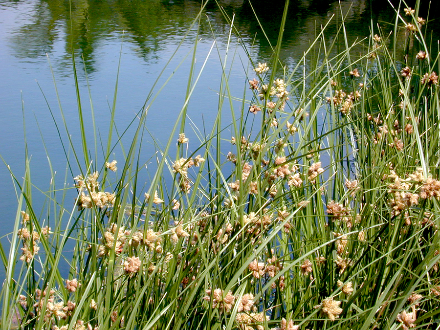 Bulboschoenus growing beside a pond