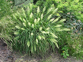 kawelu grass