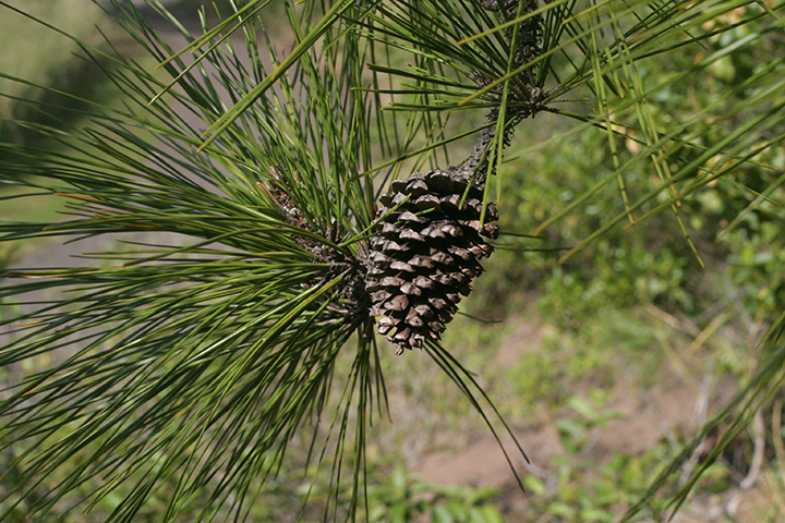 pine needles and coine (in Hawaii)