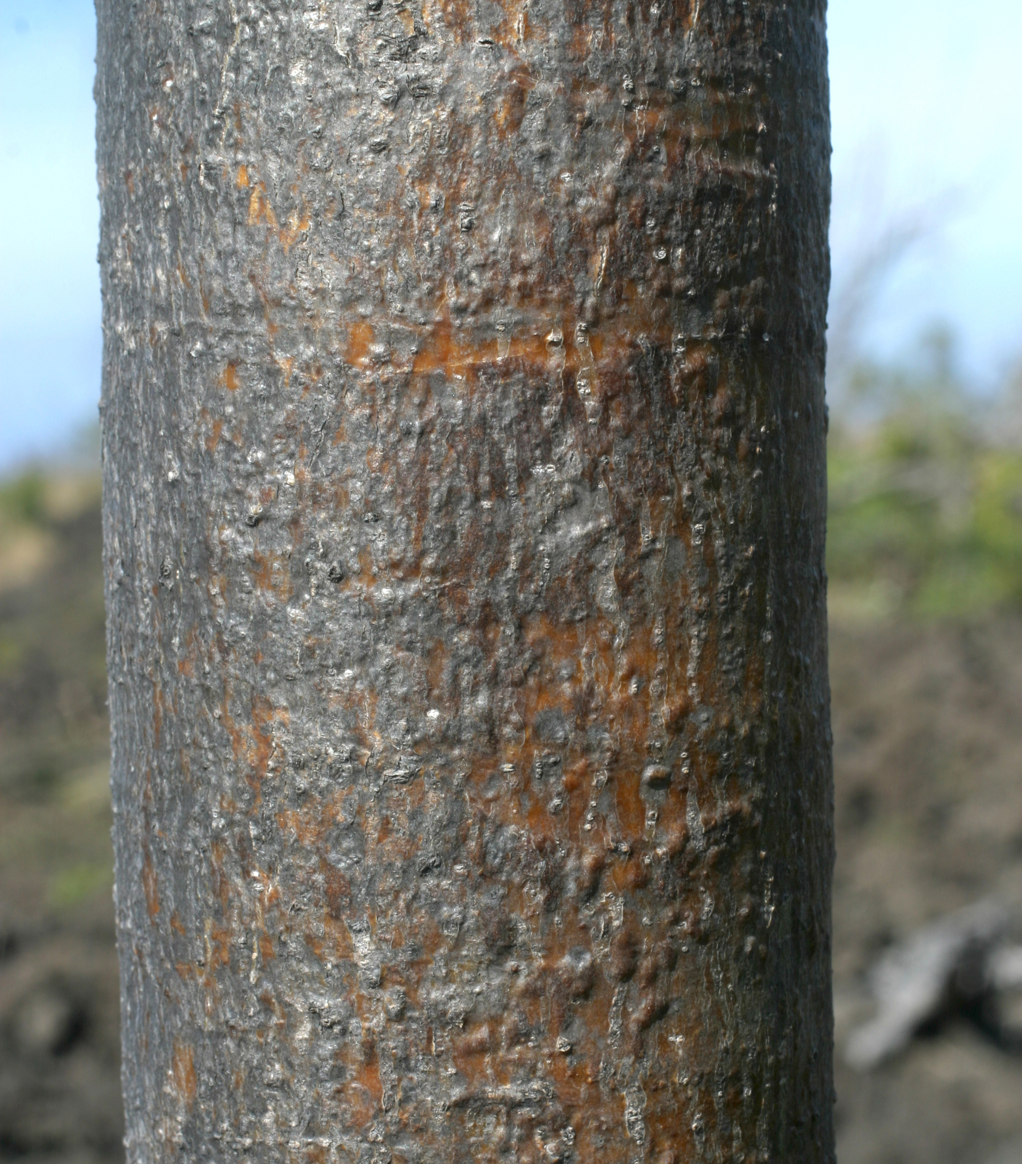 Native Reynoldsia trunk