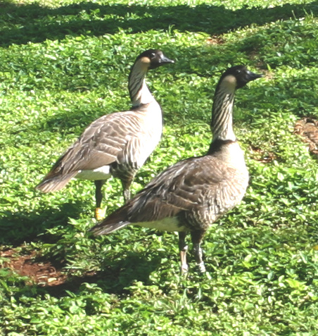 Nene - Hawaiian goose
