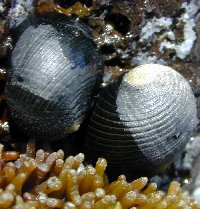 Neritid snails