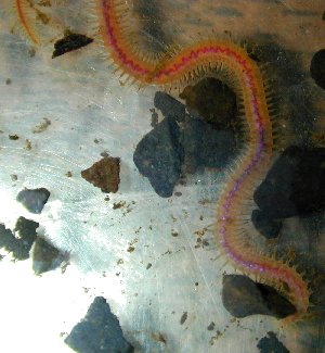 FW annelid worm