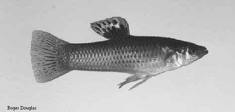 Shortfin molly (male)