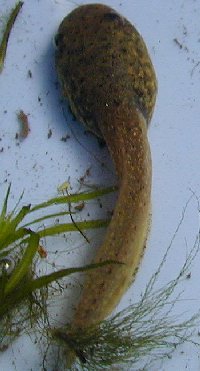bulfrog tadpole