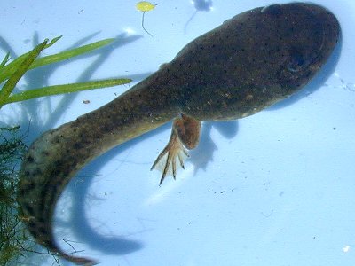 bulfrog tadpole