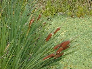 Strap-like leaves and brown flower spikes of Typha at Kawai Nui