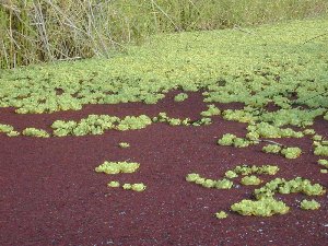 Azolla and Pistia at Kawai Nui. Photo by Eric Guinther