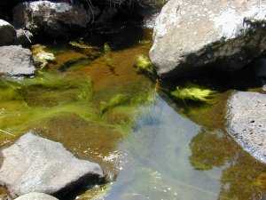 Oedogonium in Waikoloa Stream near Kamuela