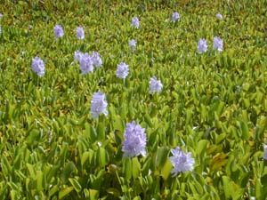 Water hyacinth in Kawai Nui Marsh, O`ahu