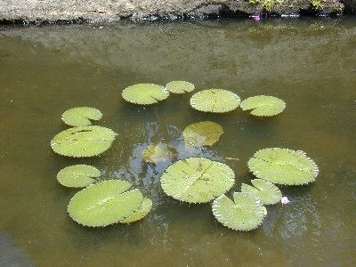 water lily growing in Kawa Stream