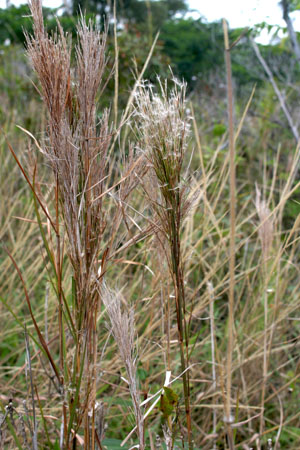 Broomsedge inflorescences with and without spikelets