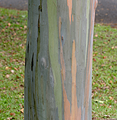 Eucalyptus smooth trunk