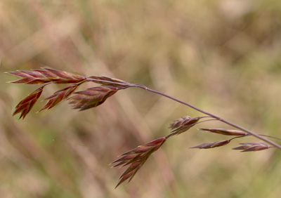 Example of multiple florets per spikelet