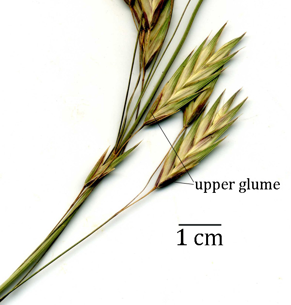 Bromus spikelets