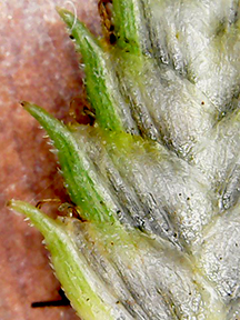 C Trachysanthos spikelet