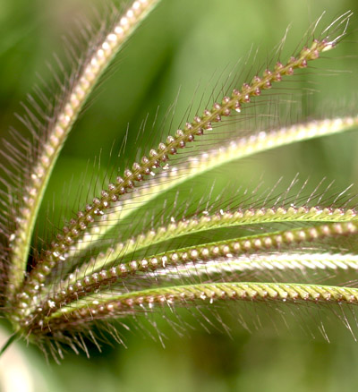 closeup of spikes