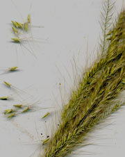 thumb for feather fingergrass image