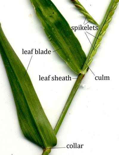leaf blade and sheath picture