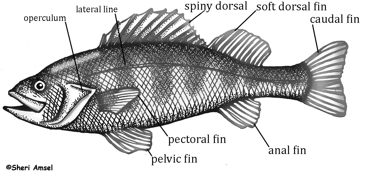 fish with fins labeled