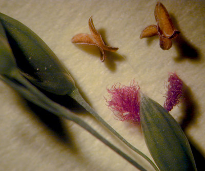 Grass flower up close in anthesis