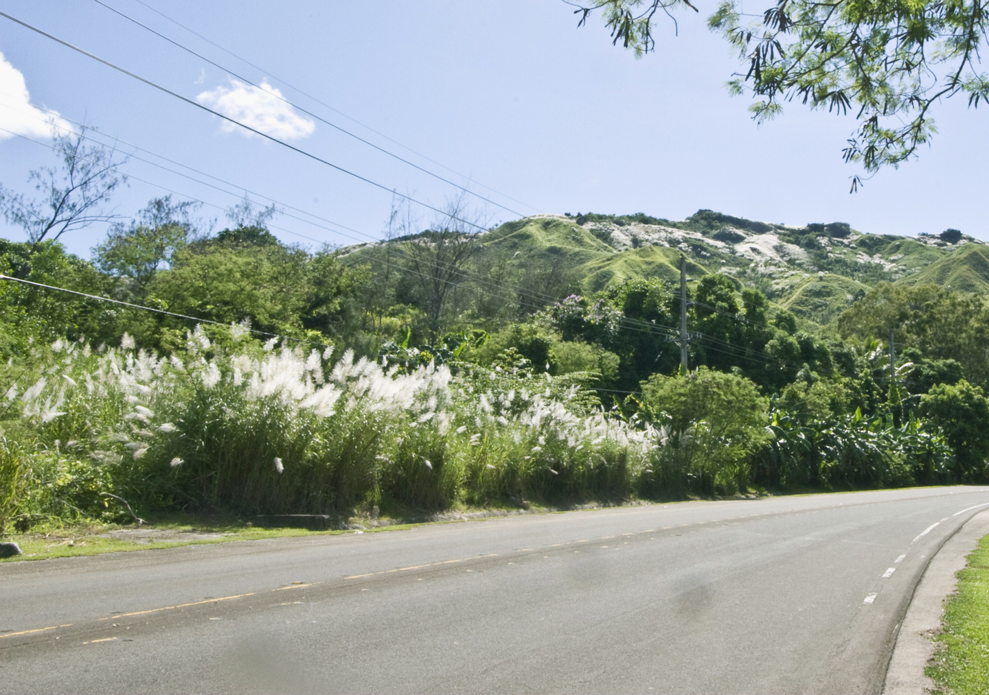 Wild cane beside the road and covering in patches on the mountain skopes in southwest Guam