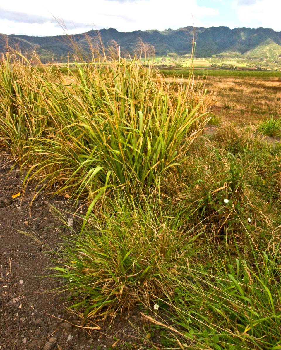 Two forms of Guinea grass