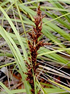 Inflorescence of Machaerina abgustifolia
