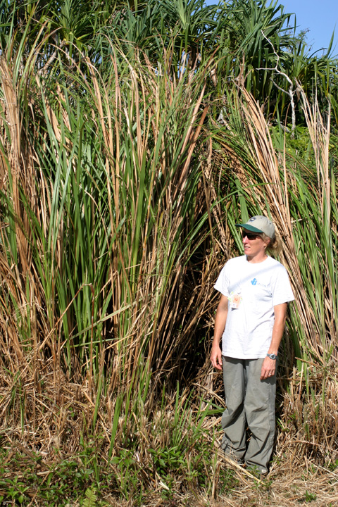 photo of Miscanthus twice height of biologist standfing beside it.