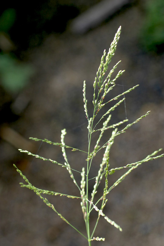 Guinea grass inflorescence
