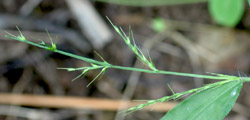 Flower head of basketgrass