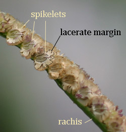 Close-up of P. fimbriatum spikelets