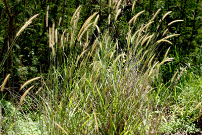 Foxtail grass example