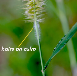 culm of elephant gras showing hairs
