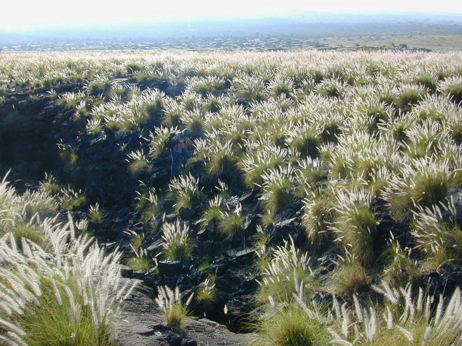 Grasses on a kona lava slope