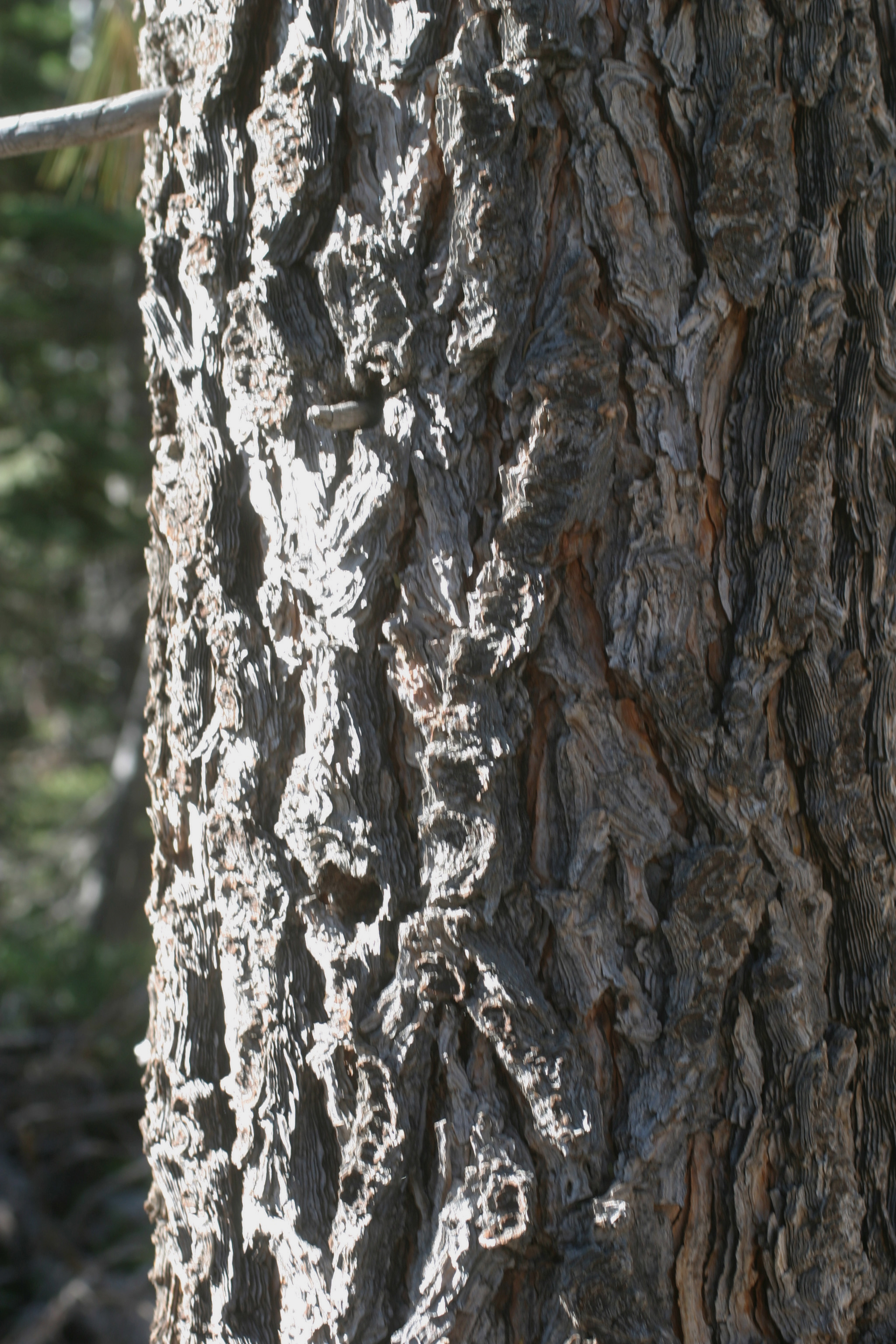 flakey pine tree bark