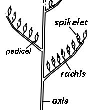 (5B) drawing of several racemes on an axis