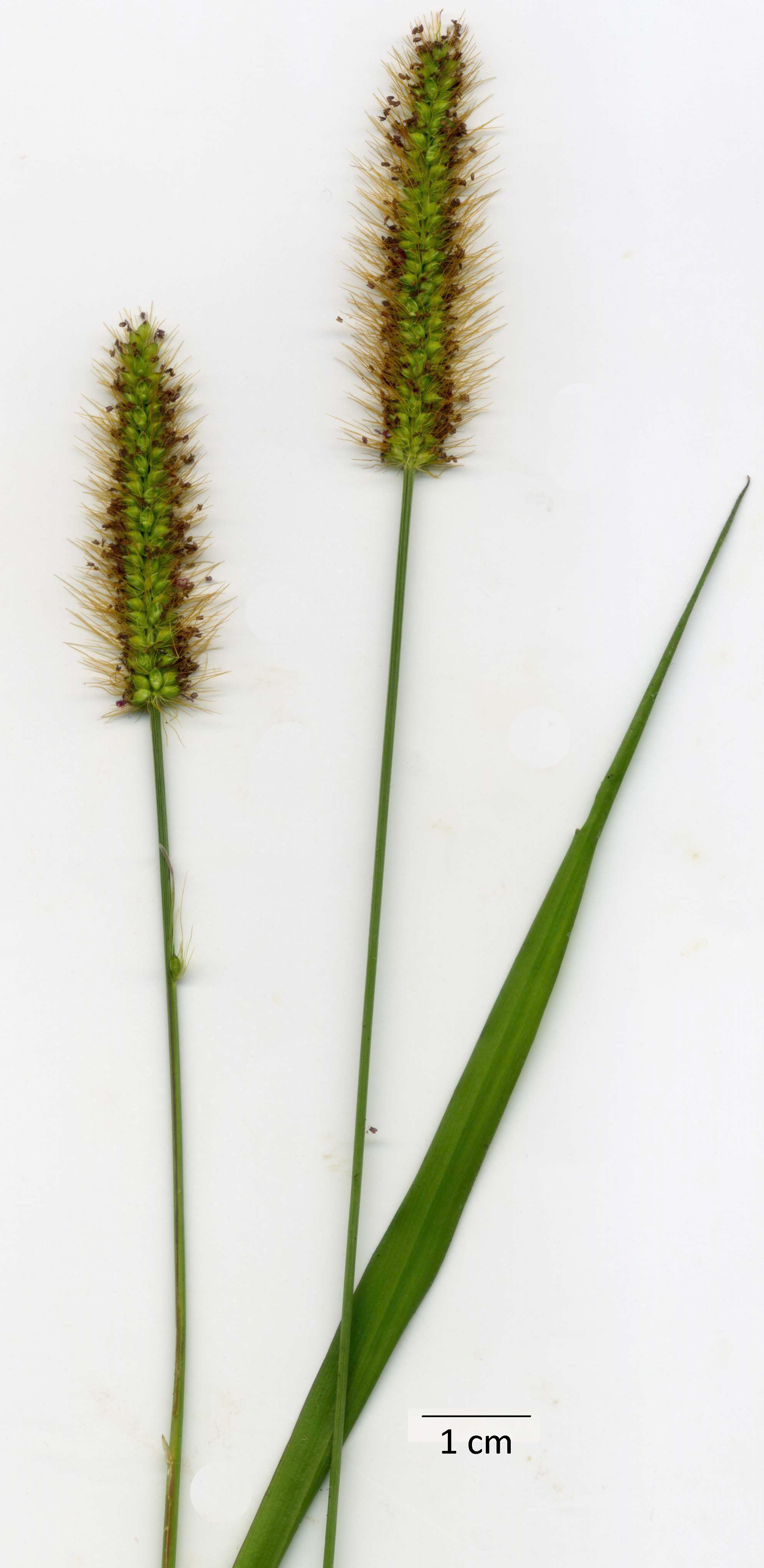 Inflorescence of S. parviflora