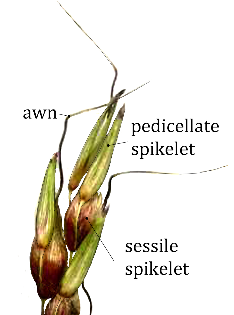 Sorghum spikelets