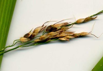 Example of 2-floret spikelets
