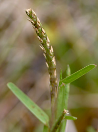 Inflorescence of St. Augustine grass