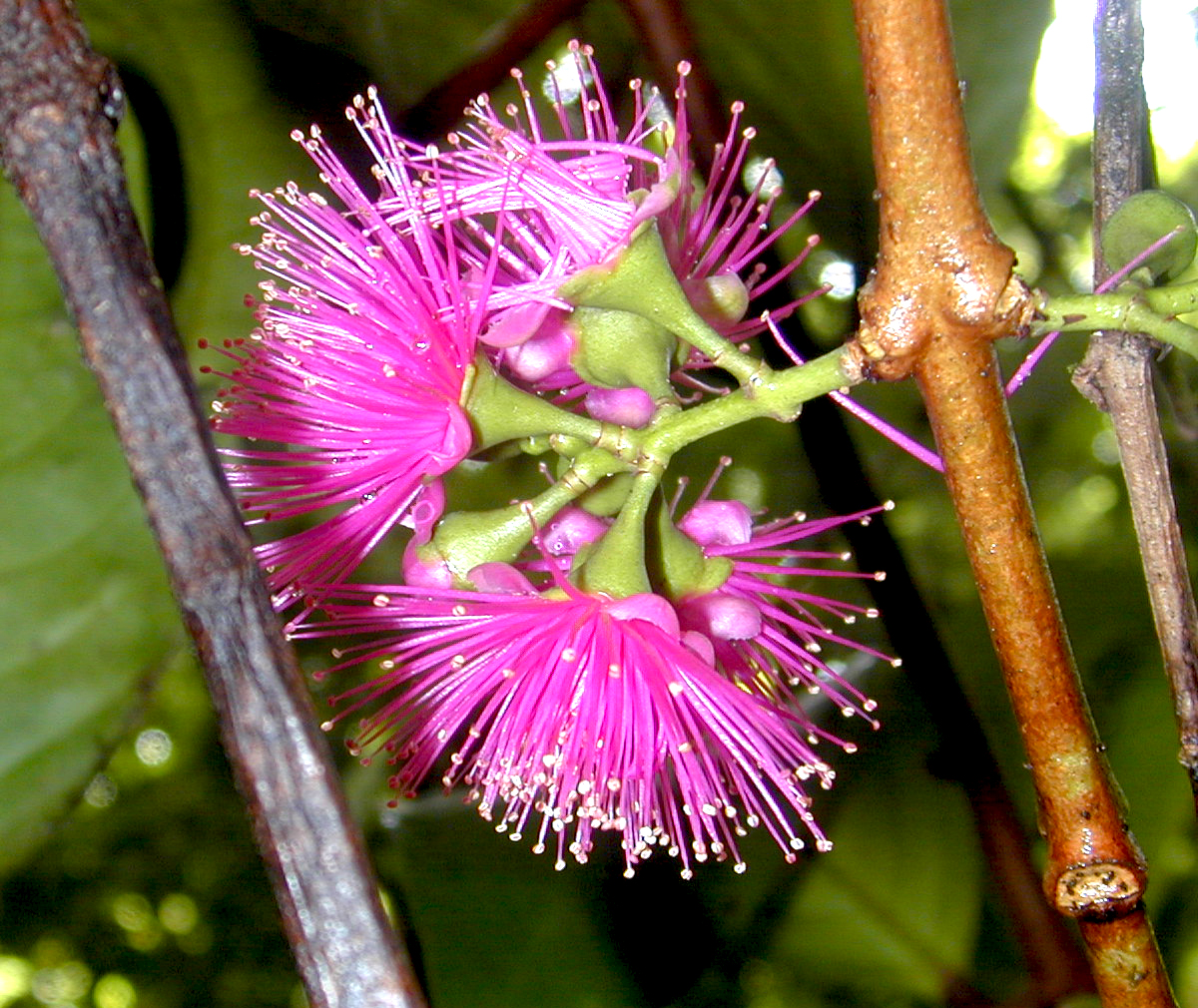 Flowers of Syzigium malaccense, 'ohi'a 'ai