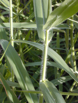 Close-up of U. maxima leaf