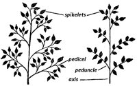 types of panicles