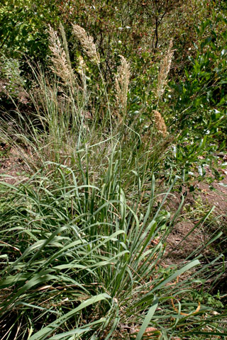 kawelu grass (EBG)