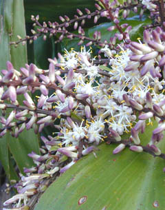 Flowers of the ki plant